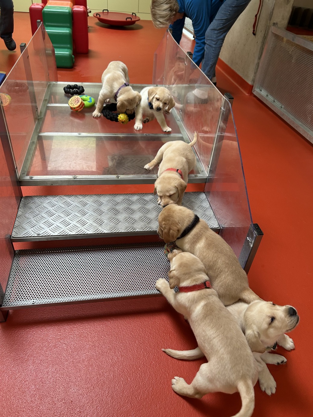 Image L5: Goldie x Jupiter