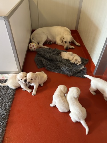 Image L6: Jipsy x Timass KNGF