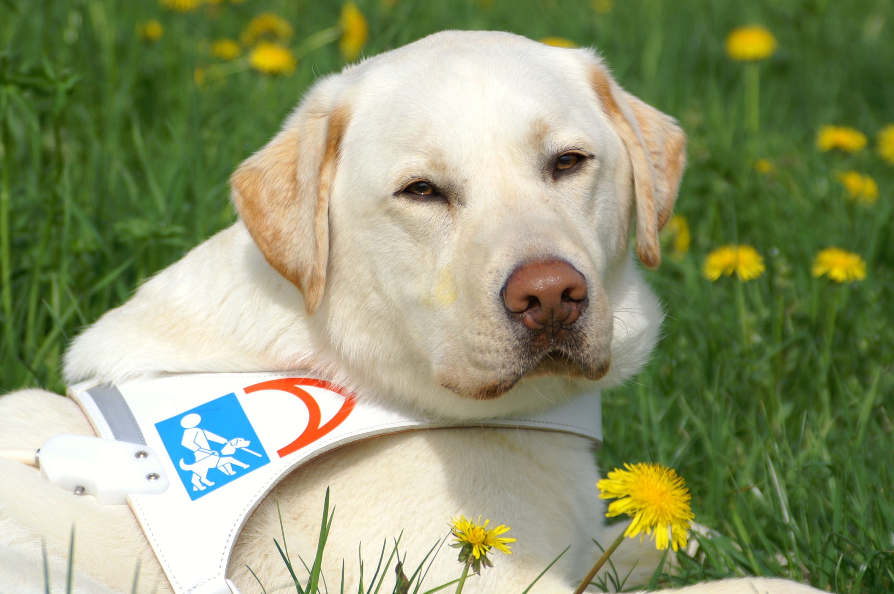 Accueillir un chien retraité ou réformé